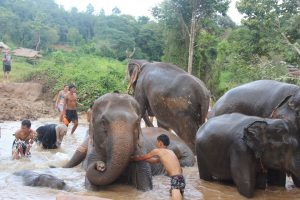 Voir des éléphants en Thaïlande